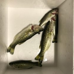 朝マヅメリベンジ